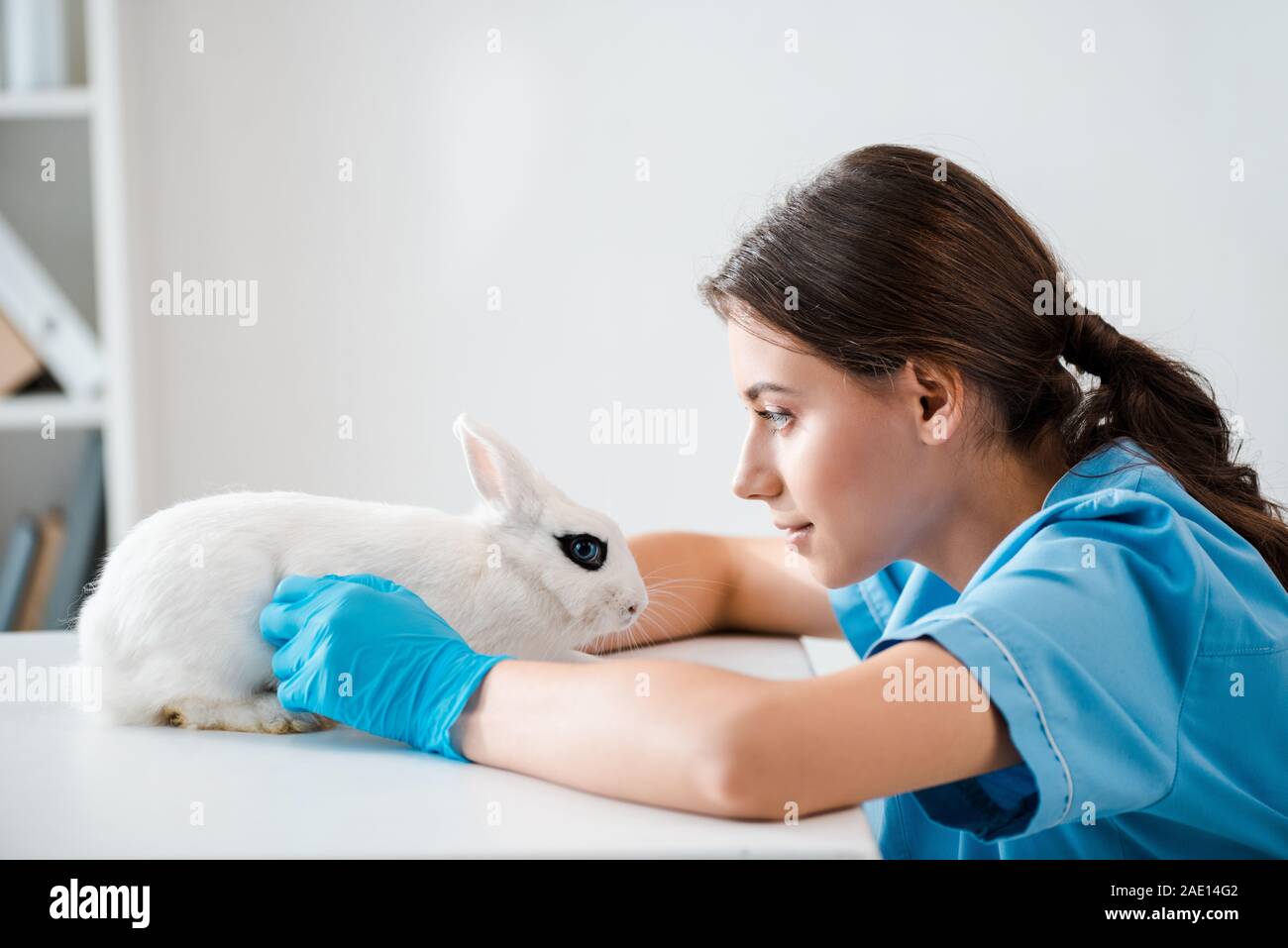 Seitenansicht des aufmerksam, positive Tierarzt Prüfung niedlichen weißen Kaninchen sitzen am Tisch Stockfoto