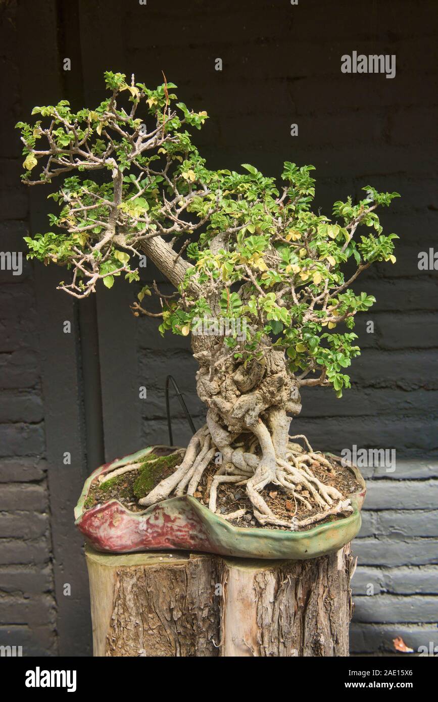 Bonsai Garten Stockfotos und bilder Kaufen Alamy