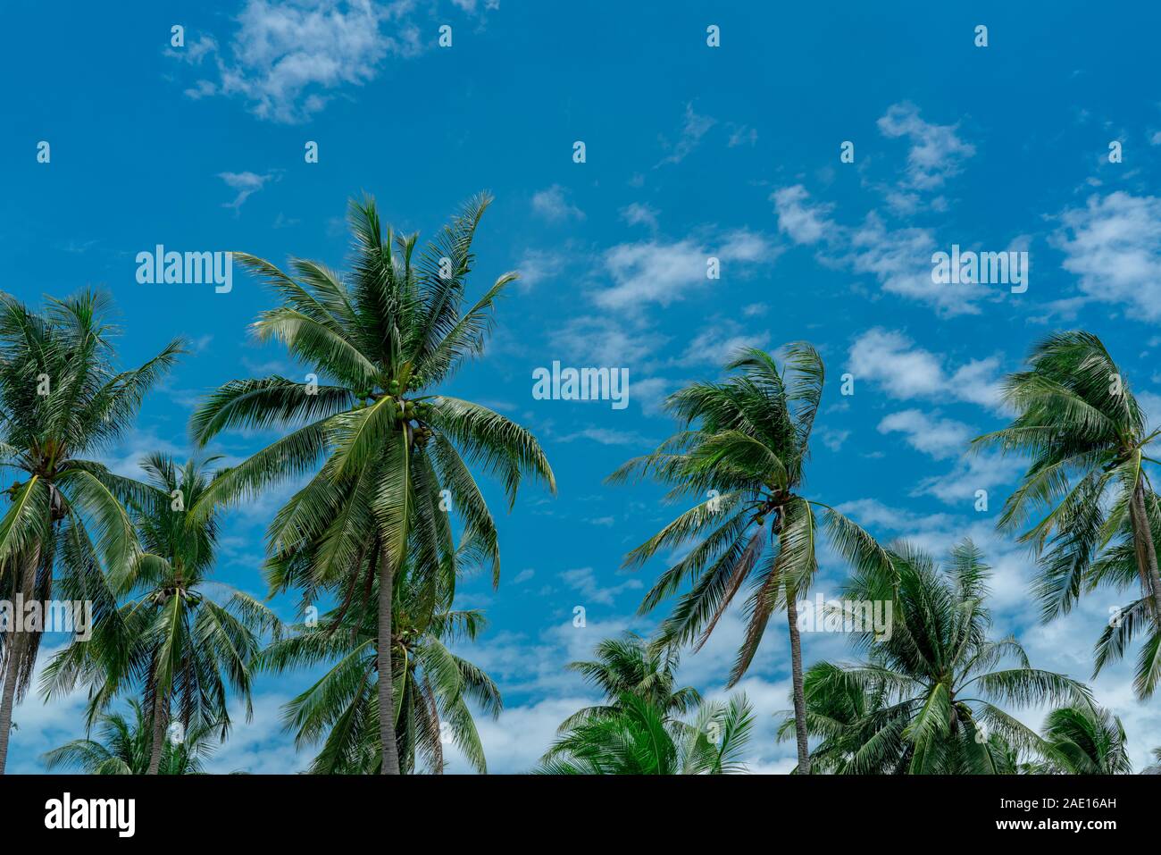 Kokospalme mit blauen Himmel und Wolken. Palm Plantation. Coconut Farm. Wind bläst langsam grünen Blättern der Kokospalme. Tropischer Baum mit Stockfoto