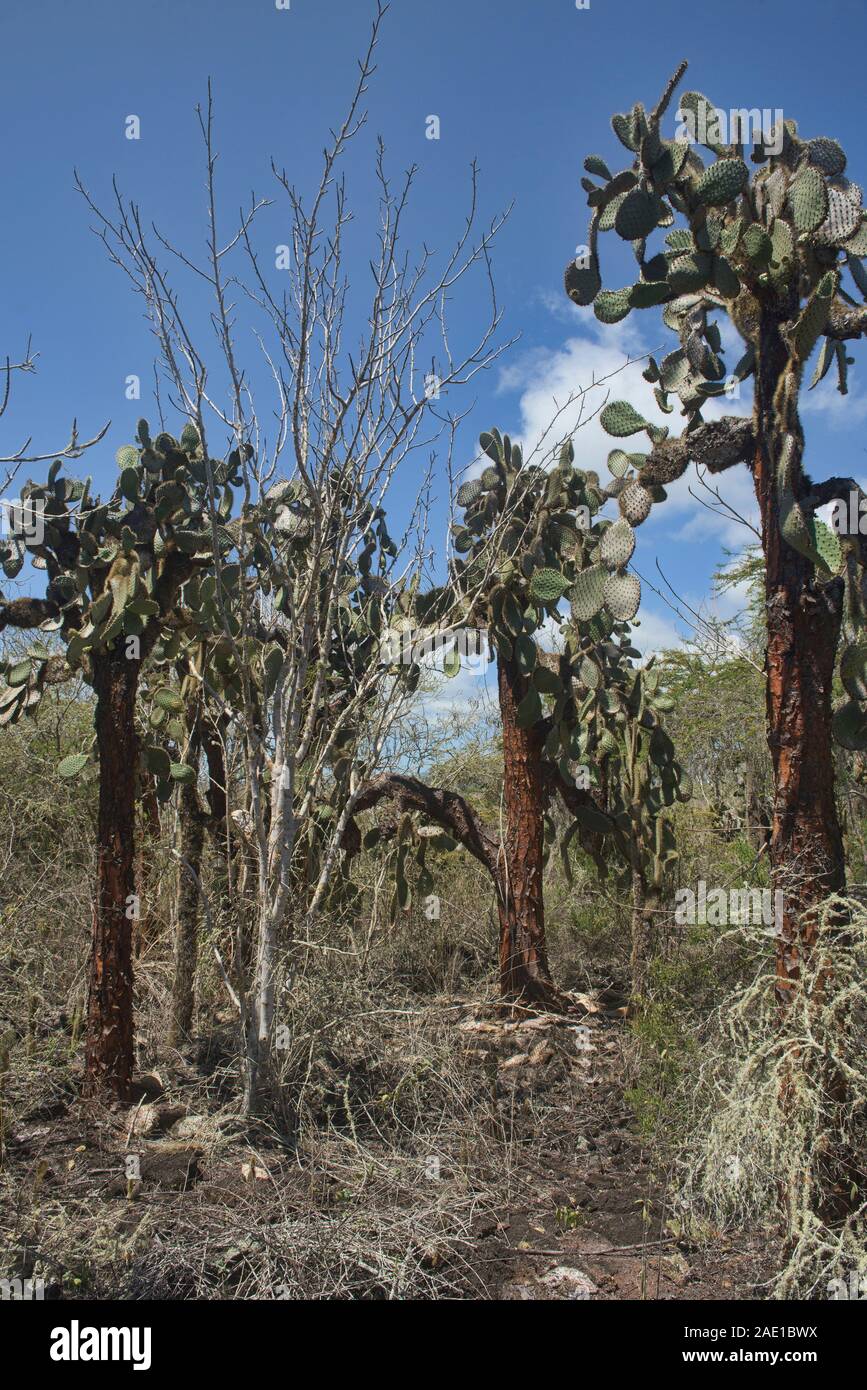 Opuntia Kakteen, Isla Santa Cruz, Galapagos, Ecuador Stockfoto