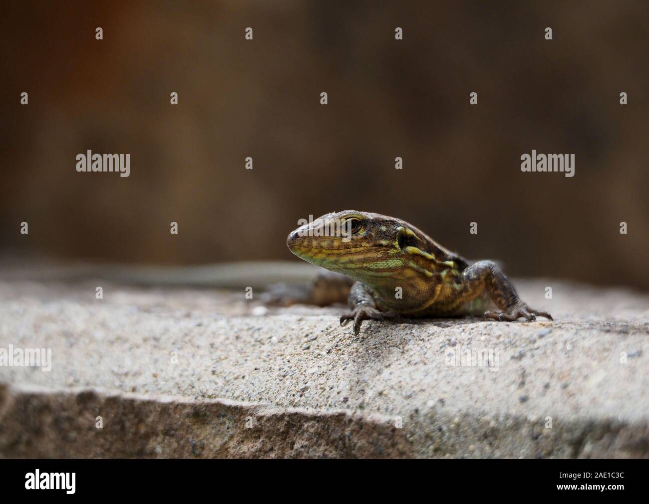 Nahaufnahme galliota caesaris in einem Rock lizard Stockfoto