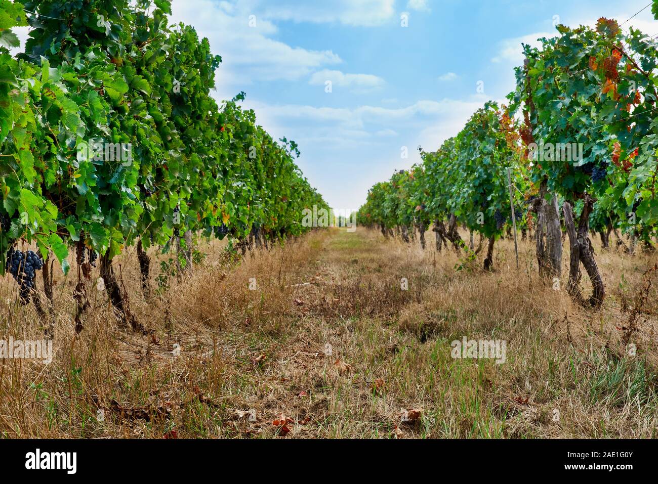 Reihen von Reben, wachsende Weinberge in der Republik Moldau Stockfoto