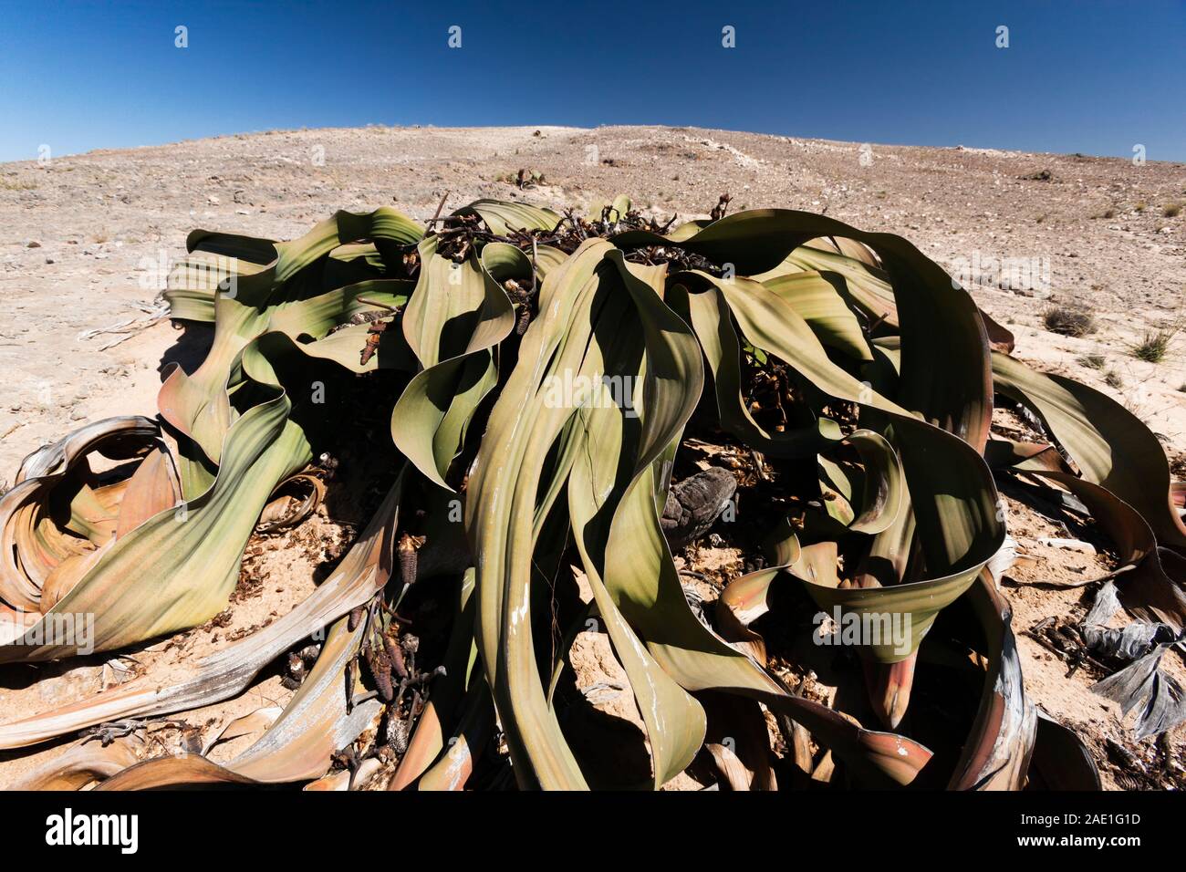 Welwitschia, Wüstenwild, Welwitschia Drive bei Swakopmund, Namib Wüste, Namibia, Südafrika, Afrika Stockfoto