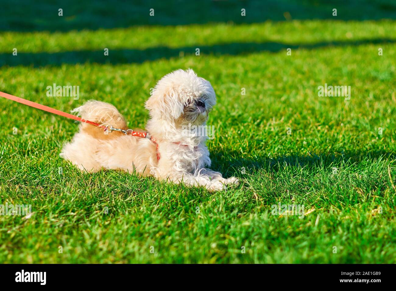 Porträt einer bichon Friese close-up, der Hund liegt auf dem Gras Stockfoto