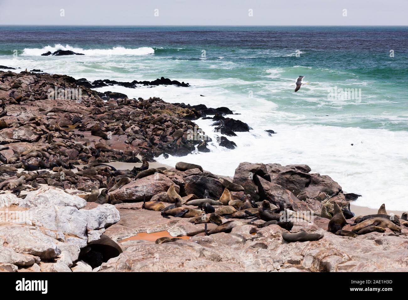 Robbenkolonie, Cape Cross Seal Reserve, Skeleton Coast, Atlantik, Namibia, Südafrika, Afrika Stockfoto