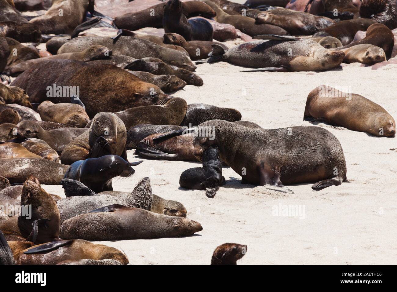 Robbenkolonie, Cape Cross Seal Reserve, Skeleton Coast, Atlantik, Namibia, Südafrika, Afrika Stockfoto