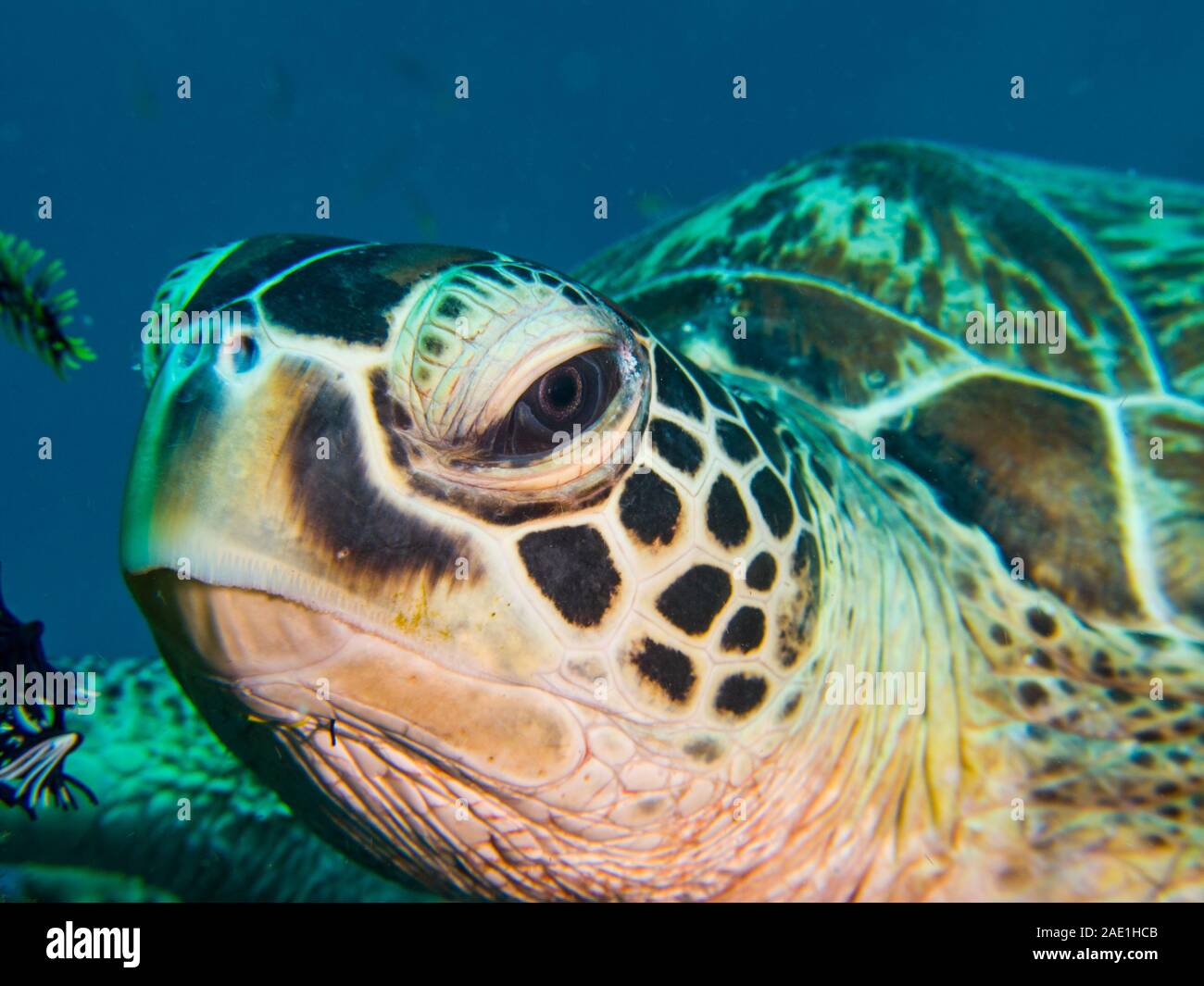 Leiter der Grünen Meeresschildkröte, Chelonia mydas, Mabul, Malaysia Stockfoto