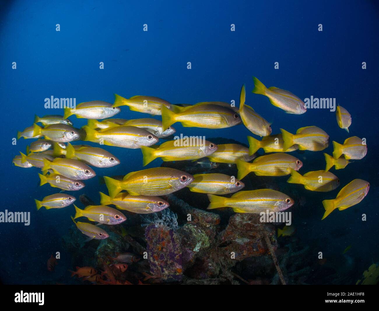 Shoal von Golden gestreifte Snapper, Lutjanus lutjanus, Mabul, Malaysia Stockfoto
