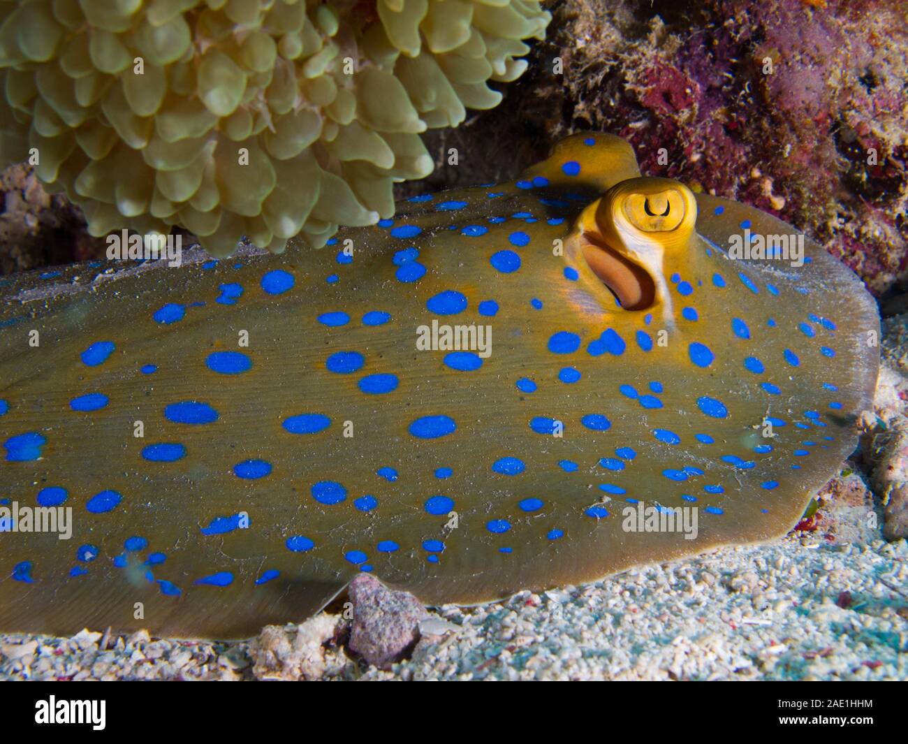 Taeniura lymma Ribbontail stingray, auf dem Meeresboden, Malaysia Stockfoto