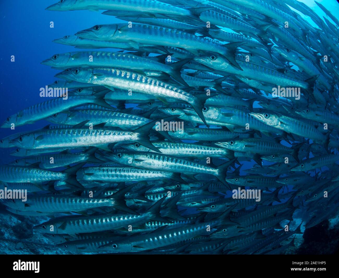 Schwarm von Sägezahn Barracuda, Sphyraena putnamae, Sipadan, Malaysia Stockfoto