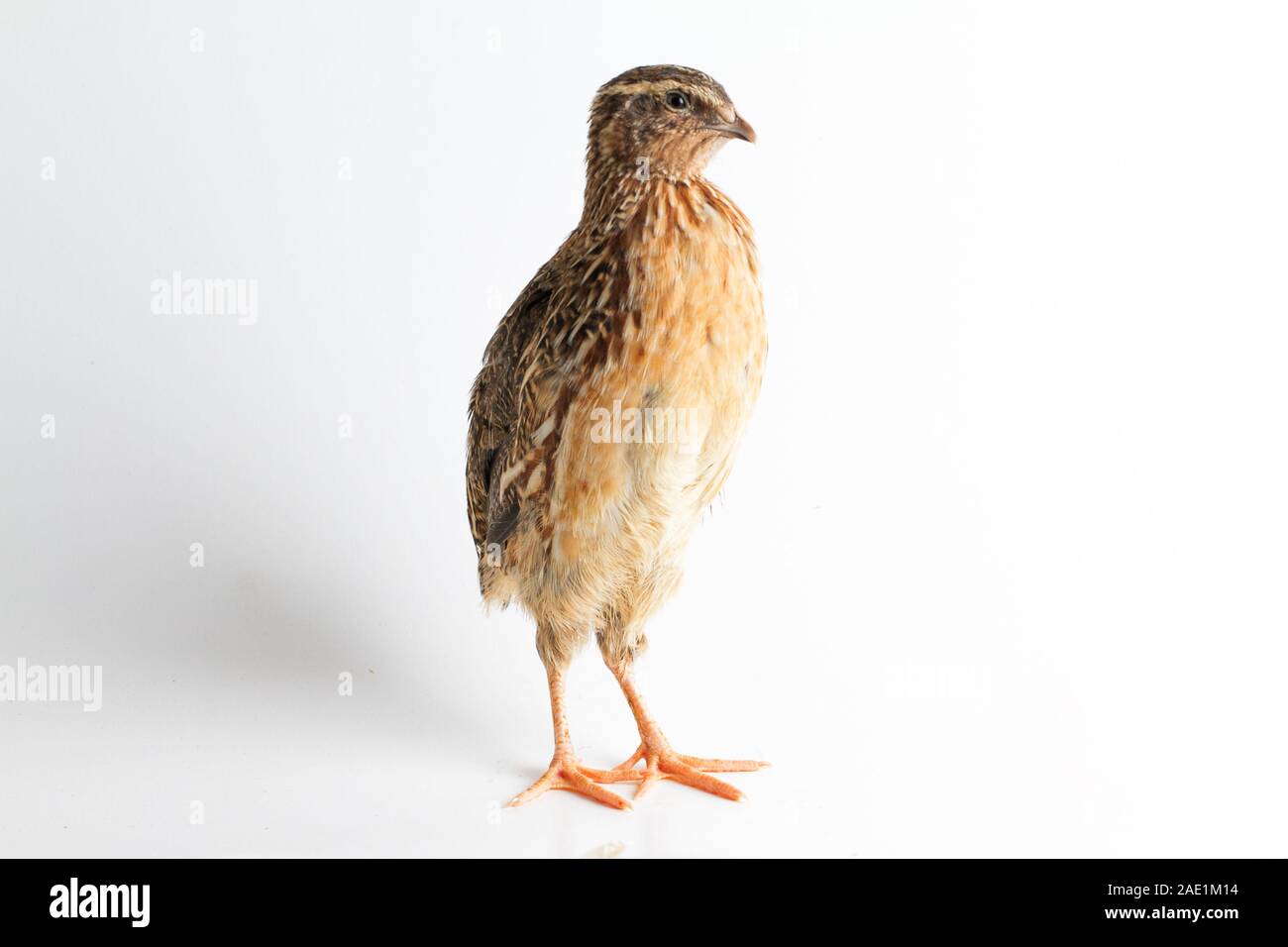 Die gemeinsame Wachtel auf weißem Hintergrund Stockfoto