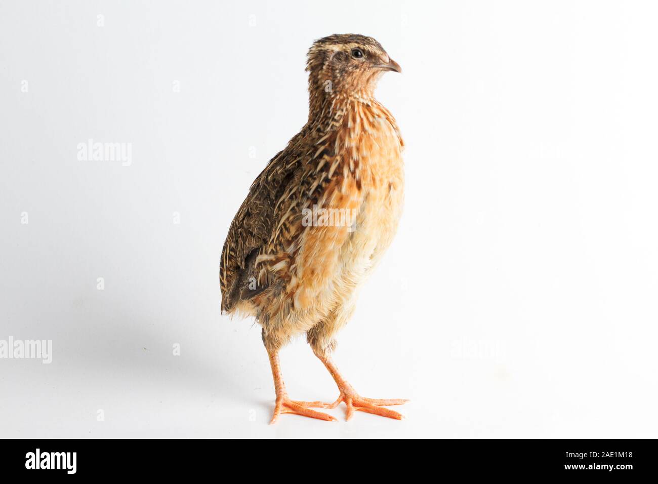 Die gemeinsame Wachtel auf weißem Hintergrund Stockfoto
