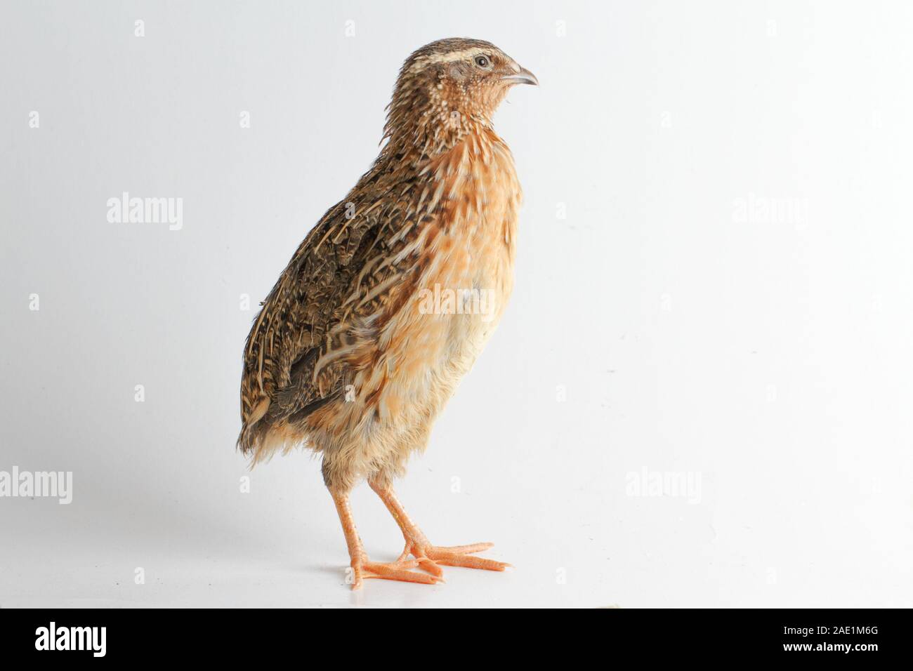 Die gemeinsame Wachtel auf weißem Hintergrund Stockfoto