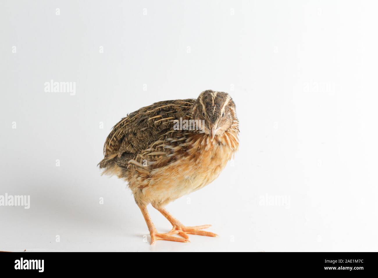 Die gemeinsame Wachtel auf weißem Hintergrund Stockfoto