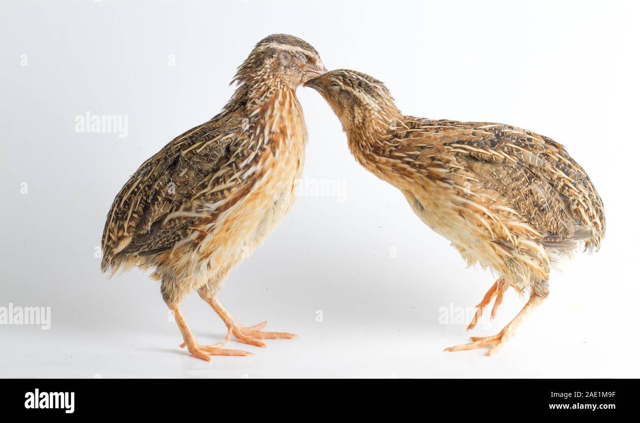 Die gemeinsame Wachtel auf weißem Hintergrund Stockfoto