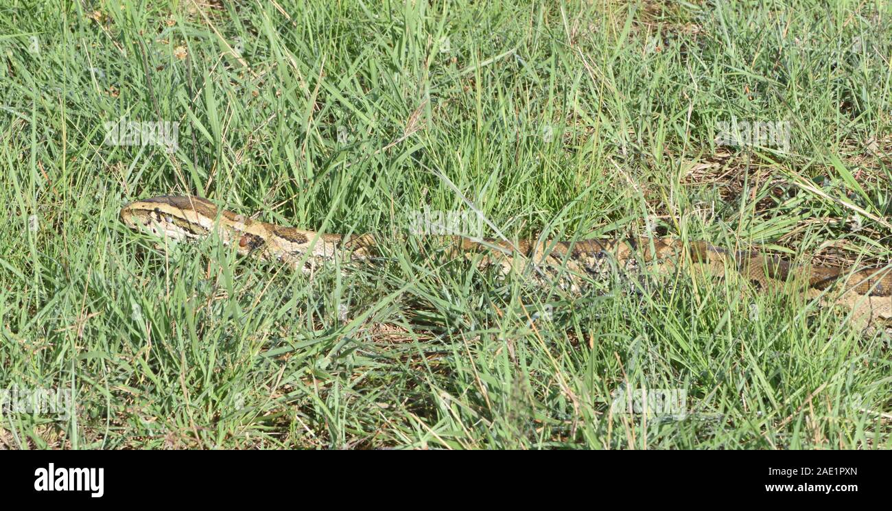 Eine afrikanische Felspython (Python sebae) bewegt sich durch trockenes Gras. Serengeti Nationalpark, Tansania. Stockfoto