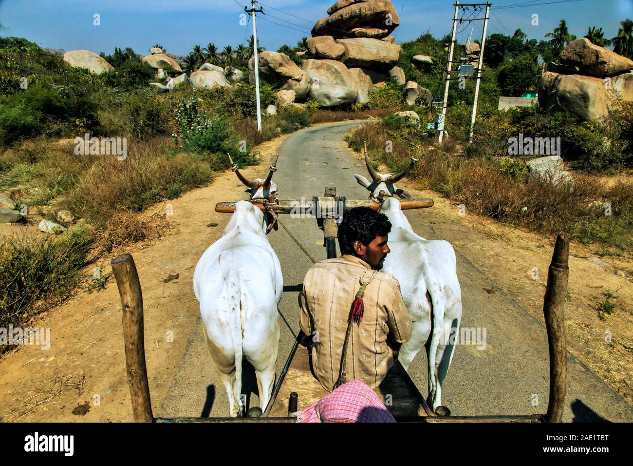 Bullock Cart, Hubli, Hubballi, Dharwad, Karnataka, Indien, Asien, indisches ländliches Leben Stockfoto