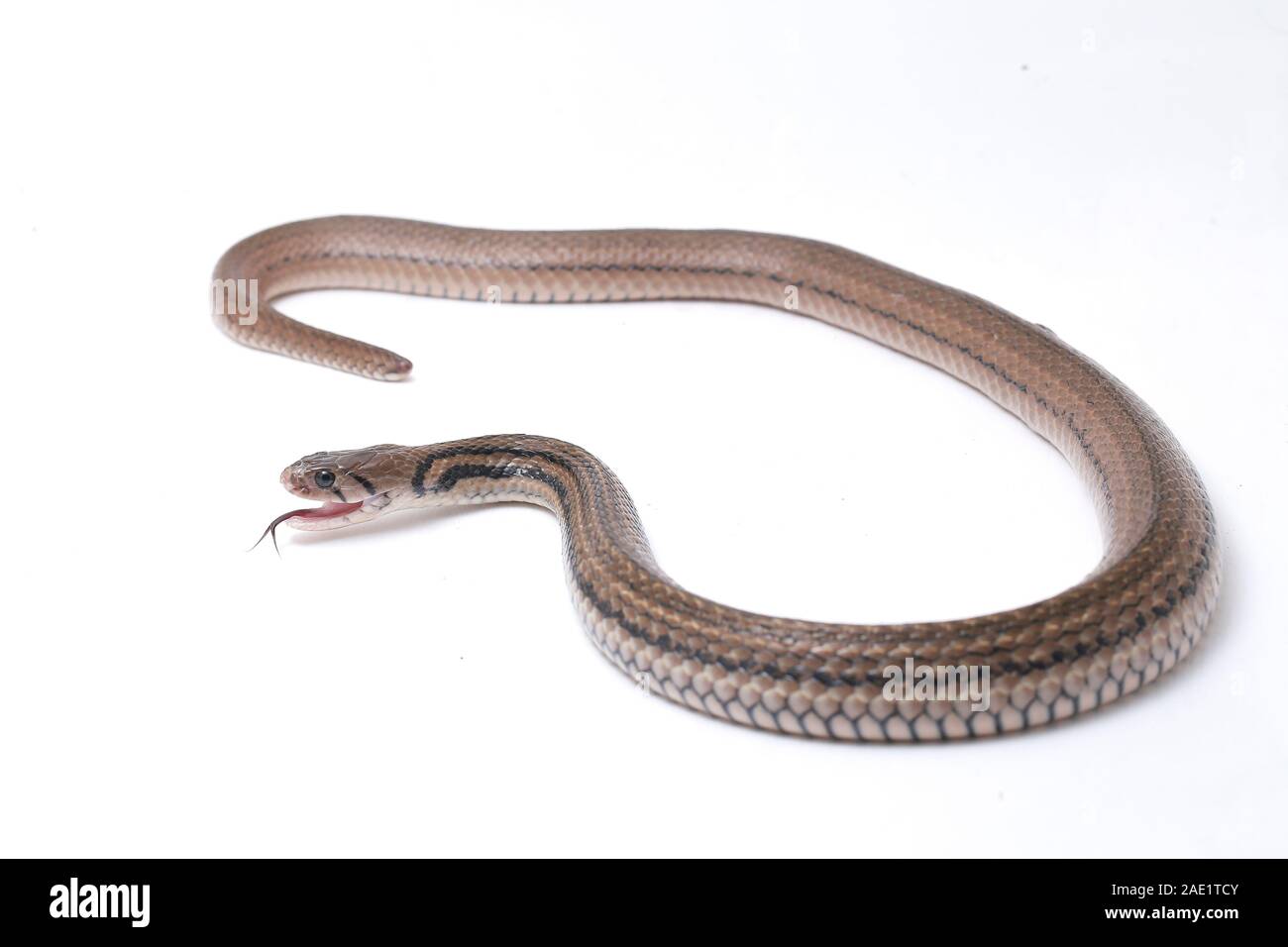 Die karierte keelback (Fowlea piscator), häufig auch als der asiatische Wasser Schlange bekannt. Die Art ist endemisch in Asien. Auf weissem Hintergrund Stockfoto