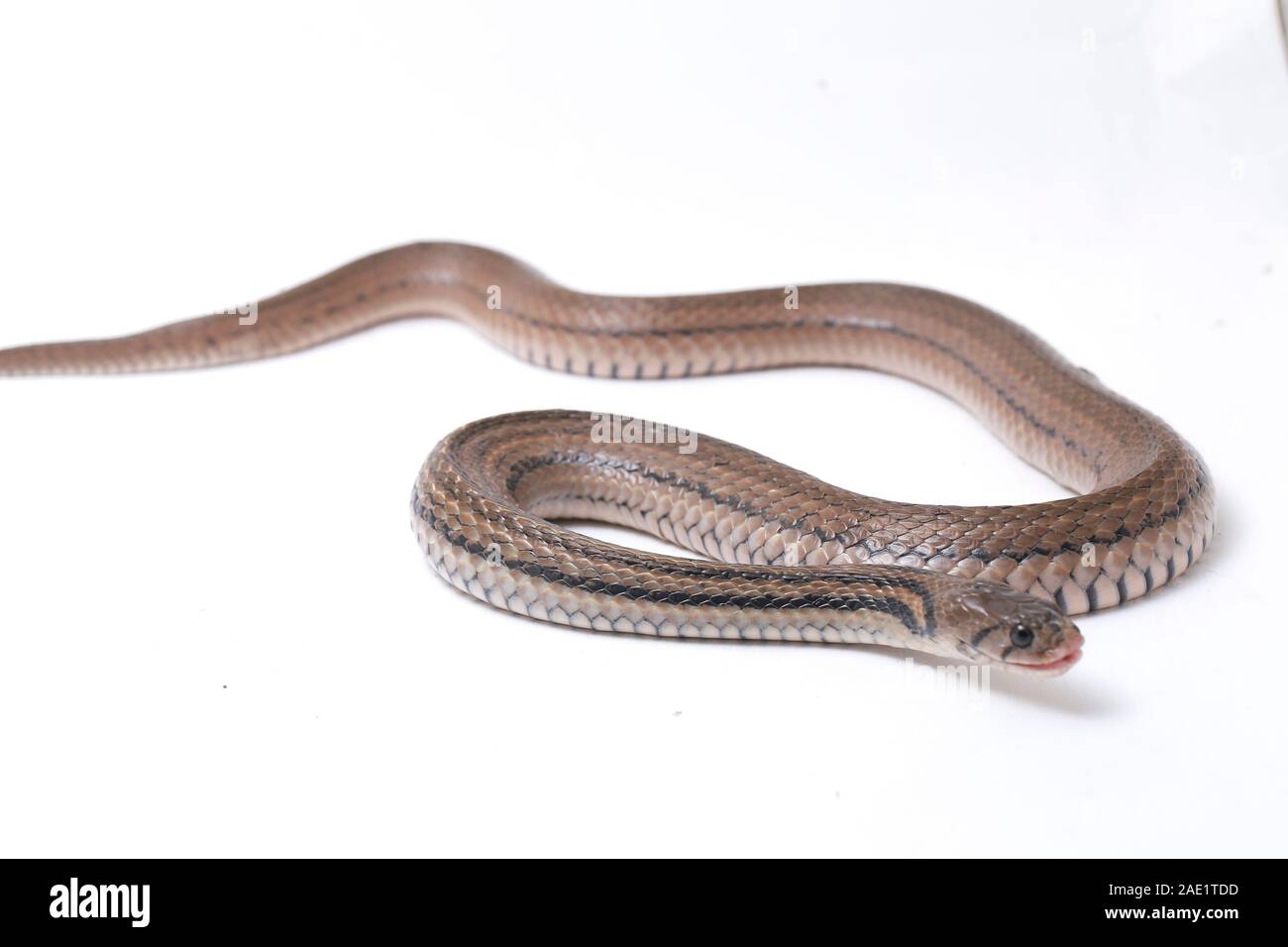 Die karierte keelback (Fowlea piscator), häufig auch als der asiatische Wasser Schlange bekannt. Die Art ist endemisch in Asien. Auf weissem Hintergrund Stockfoto