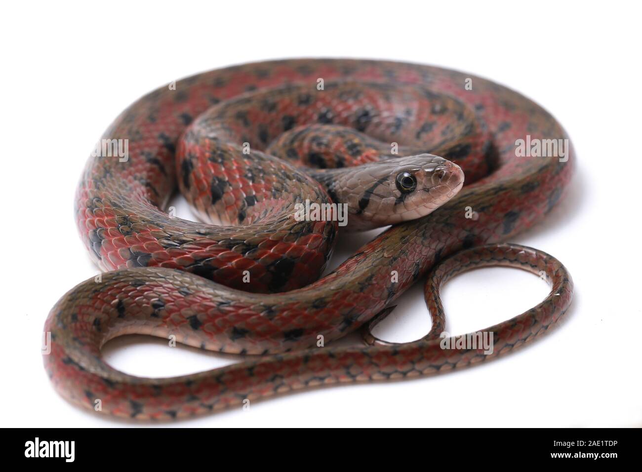Die karierte keelback (Fowlea piscator), häufig auch als der asiatische Wasser Schlange bekannt. Die Art ist endemisch in Asien. Auf weissem Hintergrund Stockfoto