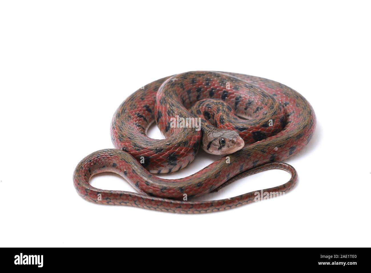 Die karierte keelback (Fowlea piscator), häufig auch als der asiatische Wasser Schlange bekannt. Die Art ist endemisch in Asien. Auf weissem Hintergrund Stockfoto