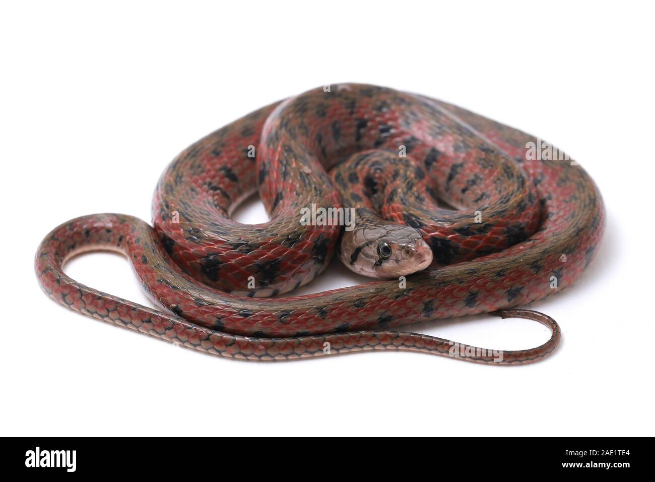 Die karierte keelback (Fowlea piscator), häufig auch als der asiatische Wasser Schlange bekannt. Die Art ist endemisch in Asien. Auf weissem Hintergrund Stockfoto