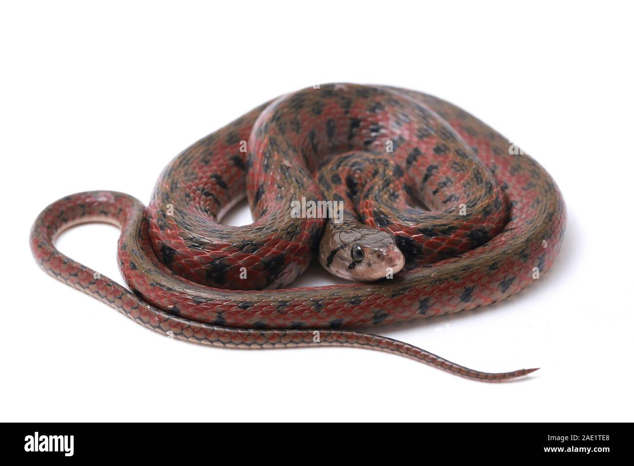Die karierte keelback (Fowlea piscator), häufig auch als der asiatische Wasser Schlange bekannt. Die Art ist endemisch in Asien. Auf weissem Hintergrund Stockfoto