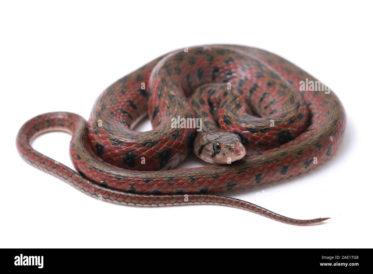 Die karierte keelback (Fowlea piscator), häufig auch als der asiatische Wasser Schlange bekannt. Die Art ist endemisch in Asien. Auf weissem Hintergrund Stockfoto