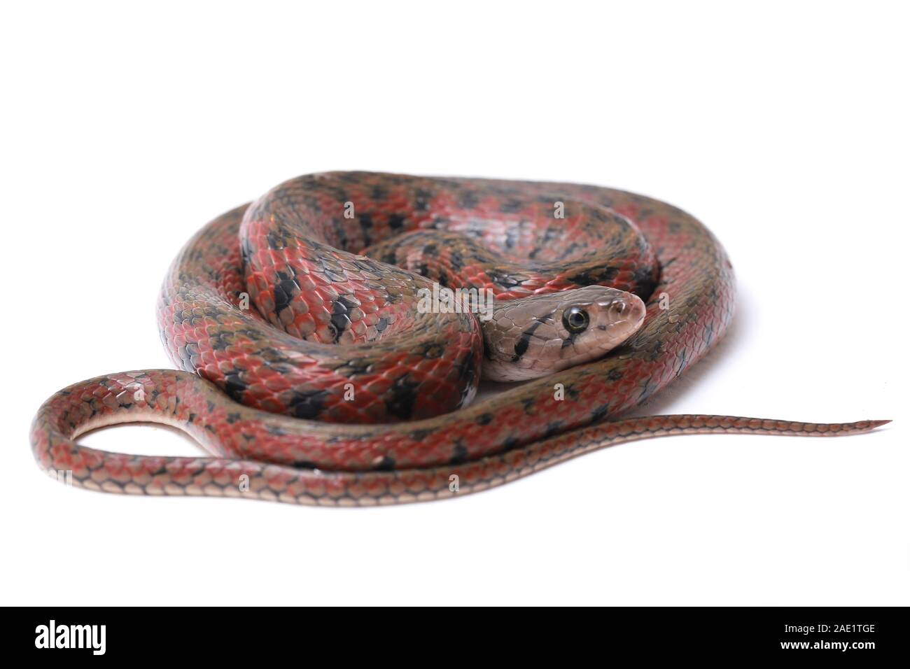 Die karierte keelback (Fowlea piscator), häufig auch als der asiatische Wasser Schlange bekannt. Die Art ist endemisch in Asien. Auf weissem Hintergrund Stockfoto