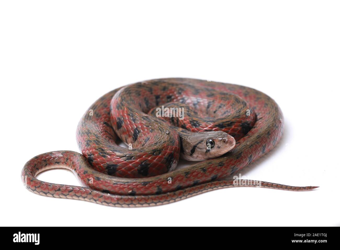 Die karierte keelback (Fowlea piscator), häufig auch als der asiatische Wasser Schlange bekannt. Die Art ist endemisch in Asien. Auf weissem Hintergrund Stockfoto