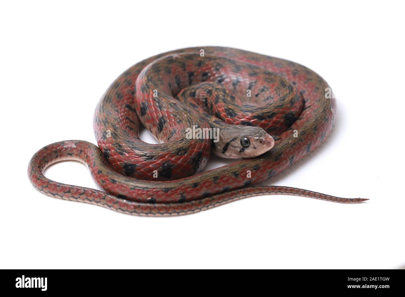 Die karierte keelback (Fowlea piscator), häufig auch als der asiatische Wasser Schlange bekannt. Die Art ist endemisch in Asien. Auf weissem Hintergrund Stockfoto