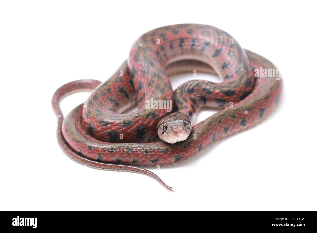 Die karierte keelback (Fowlea piscator), häufig auch als der asiatische Wasser Schlange bekannt. Die Art ist endemisch in Asien. Auf weissem Hintergrund Stockfoto