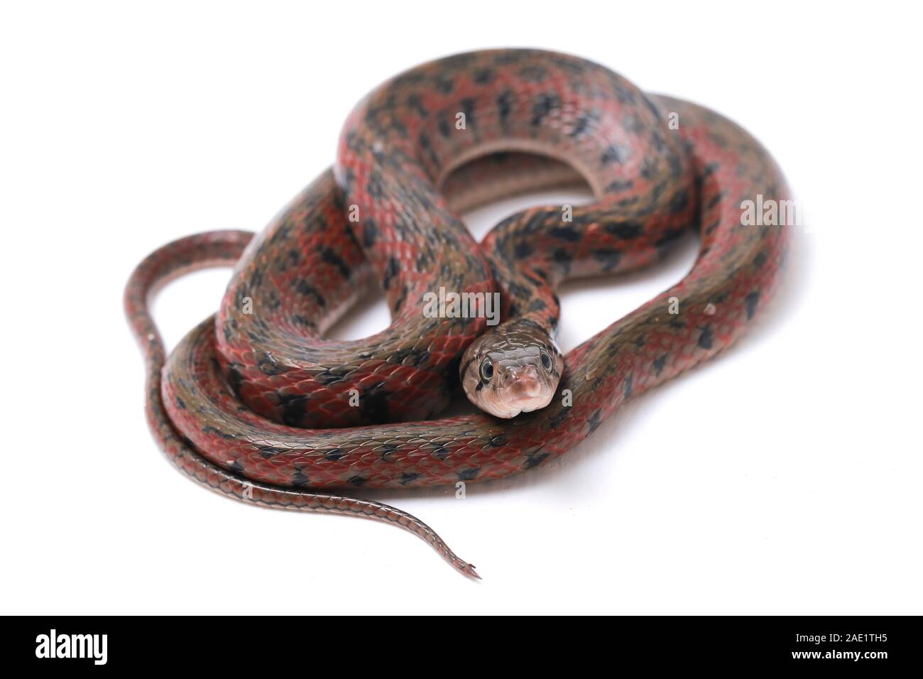 Die karierte keelback (Fowlea piscator), häufig auch als der asiatische Wasser Schlange bekannt. Die Art ist endemisch in Asien. Auf weissem Hintergrund Stockfoto