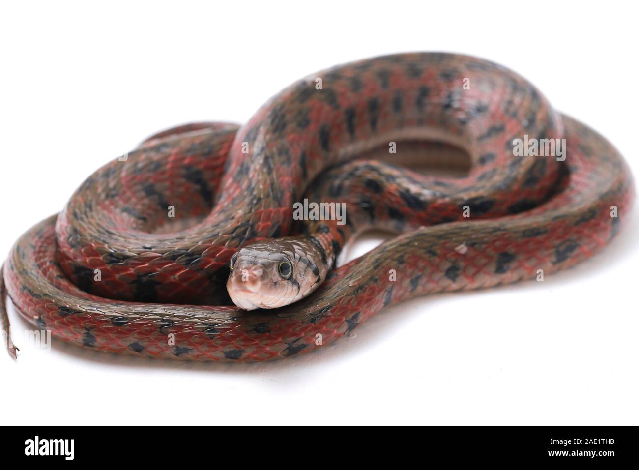 Die karierte keelback (Fowlea piscator), häufig auch als der asiatische Wasser Schlange bekannt. Die Art ist endemisch in Asien. Auf weissem Hintergrund Stockfoto