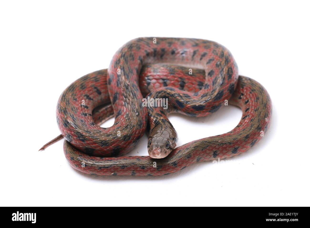 Die karierte keelback (Fowlea piscator), häufig auch als der asiatische Wasser Schlange bekannt. Die Art ist endemisch in Asien. Auf weissem Hintergrund Stockfoto