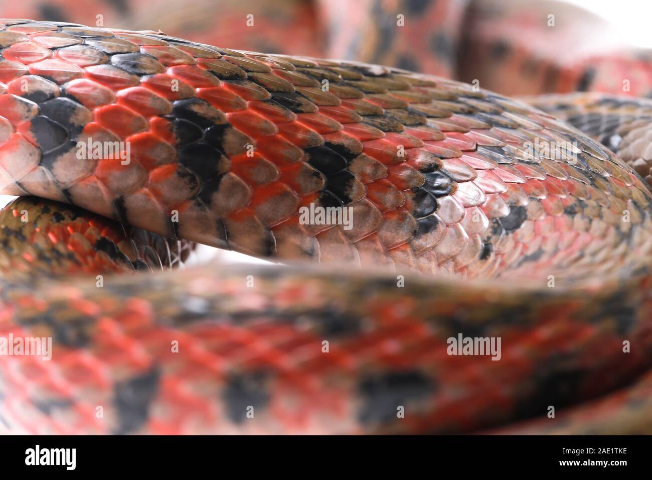 Die karierte keelback (Fowlea piscator), häufig auch als der asiatische Wasser Schlange bekannt. Die Art ist endemisch in Asien. Auf weissem Hintergrund Stockfoto