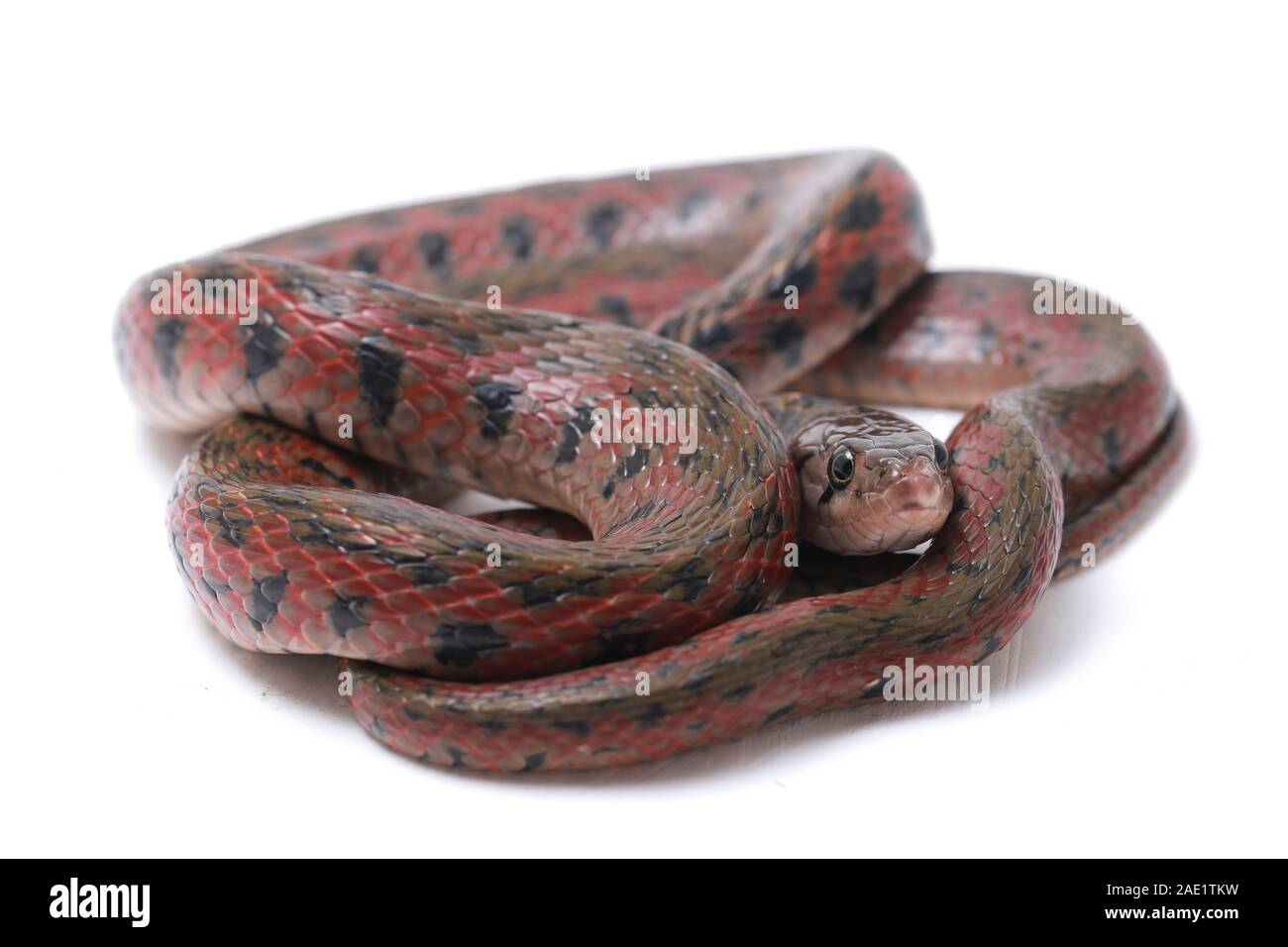 Die karierte keelback (Fowlea piscator), häufig auch als der asiatische Wasser Schlange bekannt. Die Art ist endemisch in Asien. Auf weissem Hintergrund Stockfoto