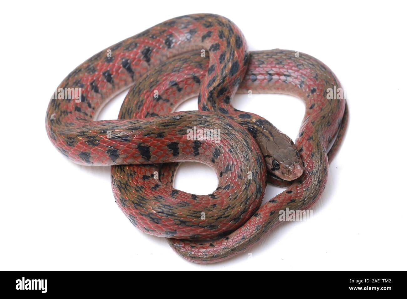 Die karierte keelback (Fowlea piscator), häufig auch als der asiatische Wasser Schlange bekannt. Die Art ist endemisch in Asien. Auf weissem Hintergrund Stockfoto