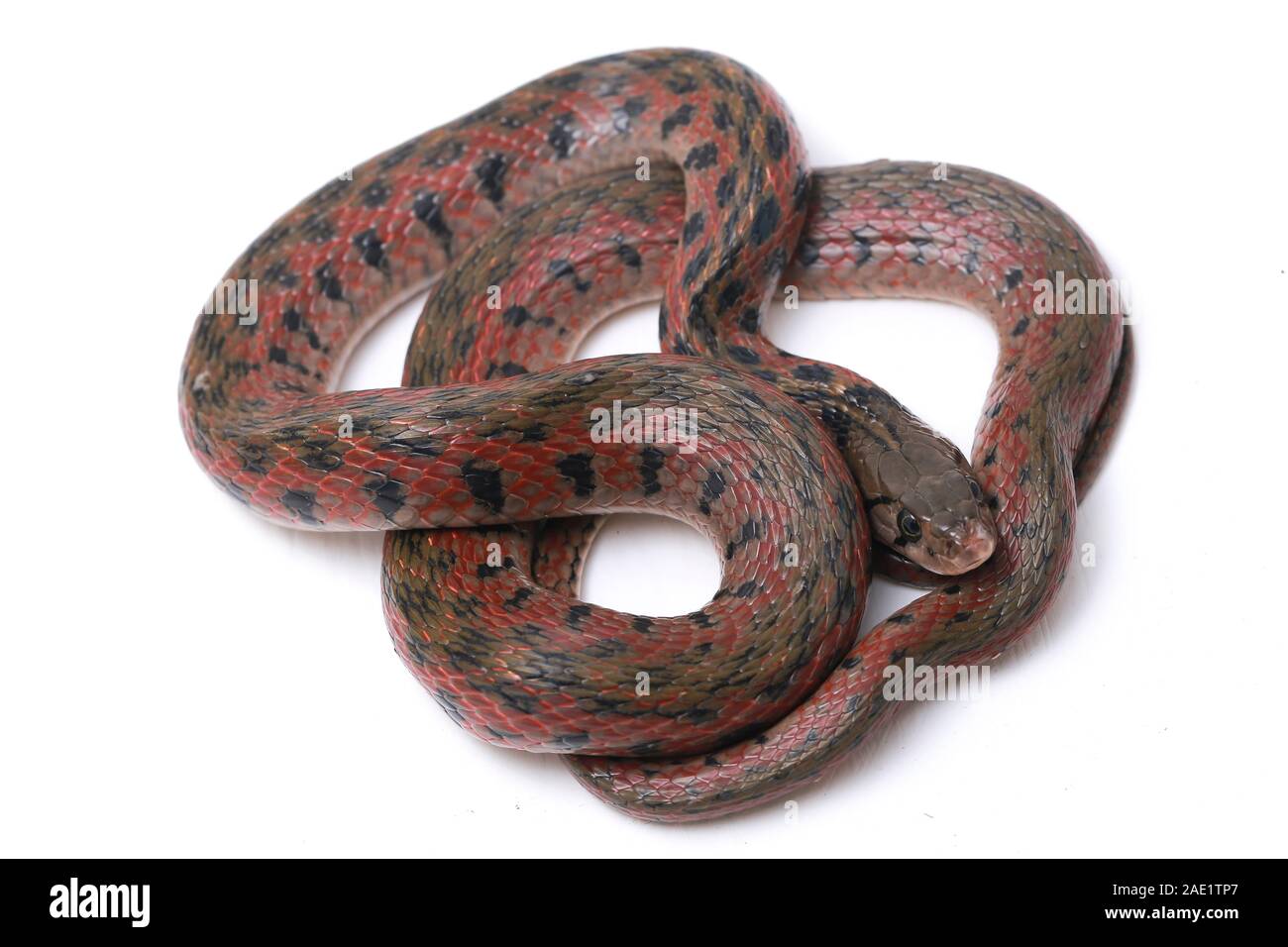 Die karierte keelback (Fowlea piscator), häufig auch als der asiatische Wasser Schlange bekannt. Die Art ist endemisch in Asien. Auf weissem Hintergrund Stockfoto