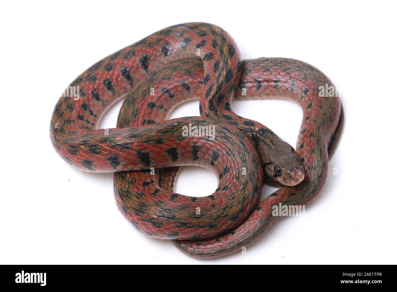 Die karierte keelback (Fowlea piscator), häufig auch als der asiatische Wasser Schlange bekannt. Die Art ist endemisch in Asien. Auf weissem Hintergrund Stockfoto