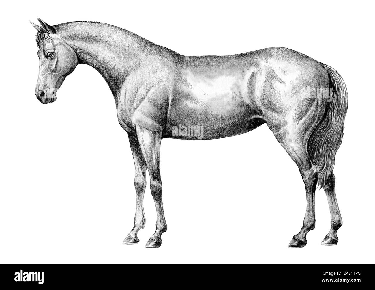 Schönes Pferd. Bleistift Portrait von einem Pferd. Equine Zeichnung. Stockfoto