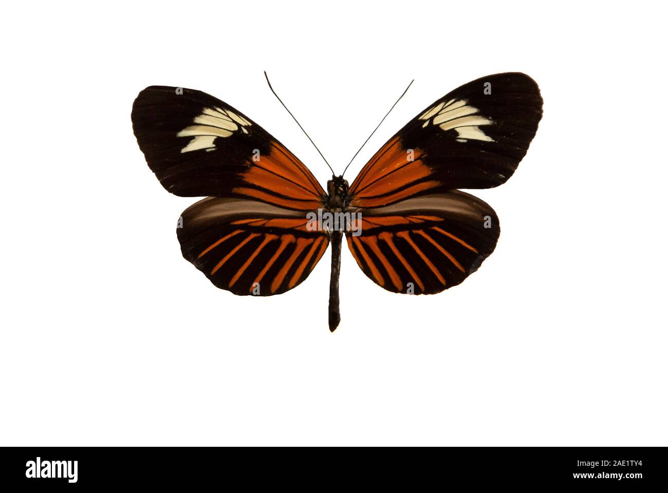 Heliconius Erato, Rot Postbote, kleine Postman, ein Schmetterling ausgeschnitten mit weißem Hintergrund Stockfoto