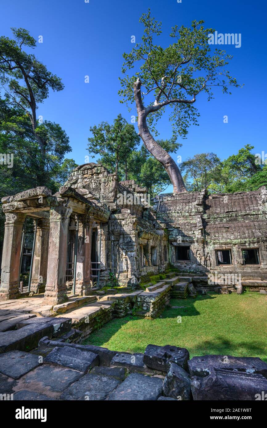 Ta Prohm Tempel in Angkor Wat, Siem Reap, Kambodscha Stockfoto