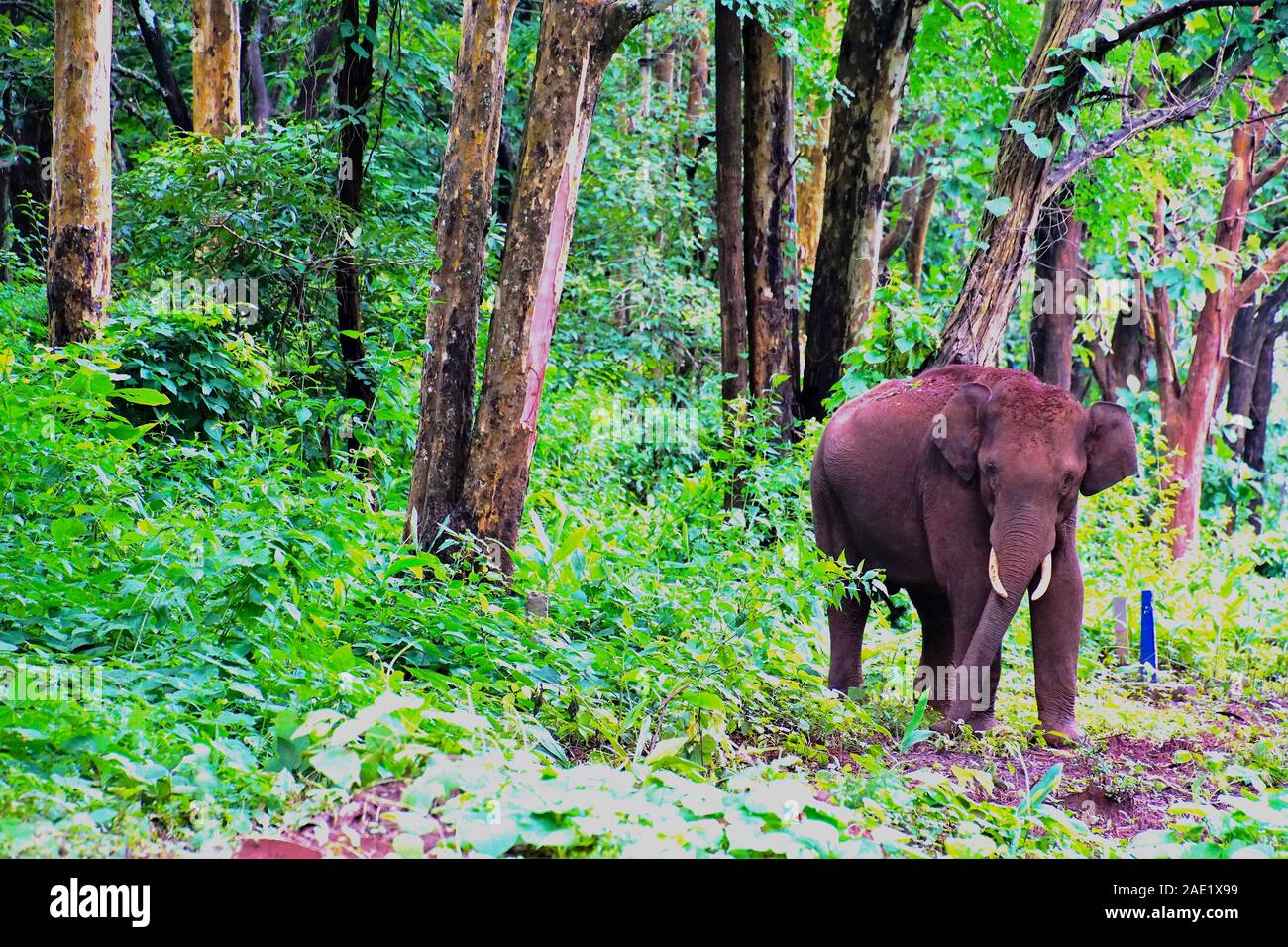 Wildlife Sichtung in Nagarhole Nationalpark, Cairo Stockfoto