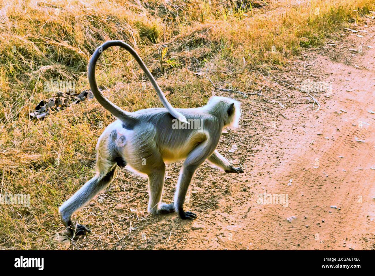 Langur Affe Kreuzung weg, Tadoba Wildlife Sanctuary, Chandrapur, Maharashtra, Indien, Asien Stockfoto