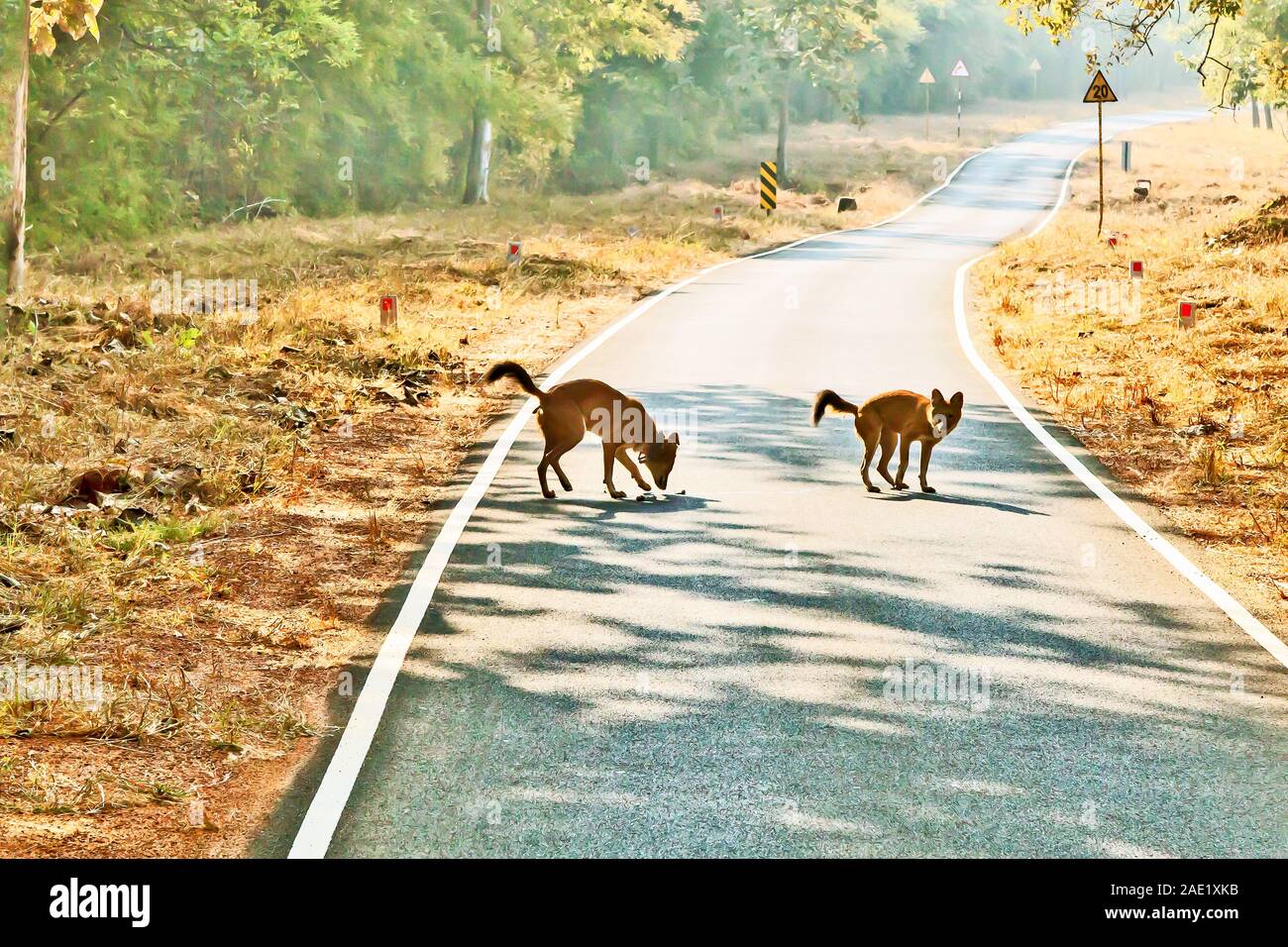 Wild Dogs Crossing Road, Tadoba Wildlife Sanctuary, Chandrapur, Maharashtra, Indien, Asien Stockfoto