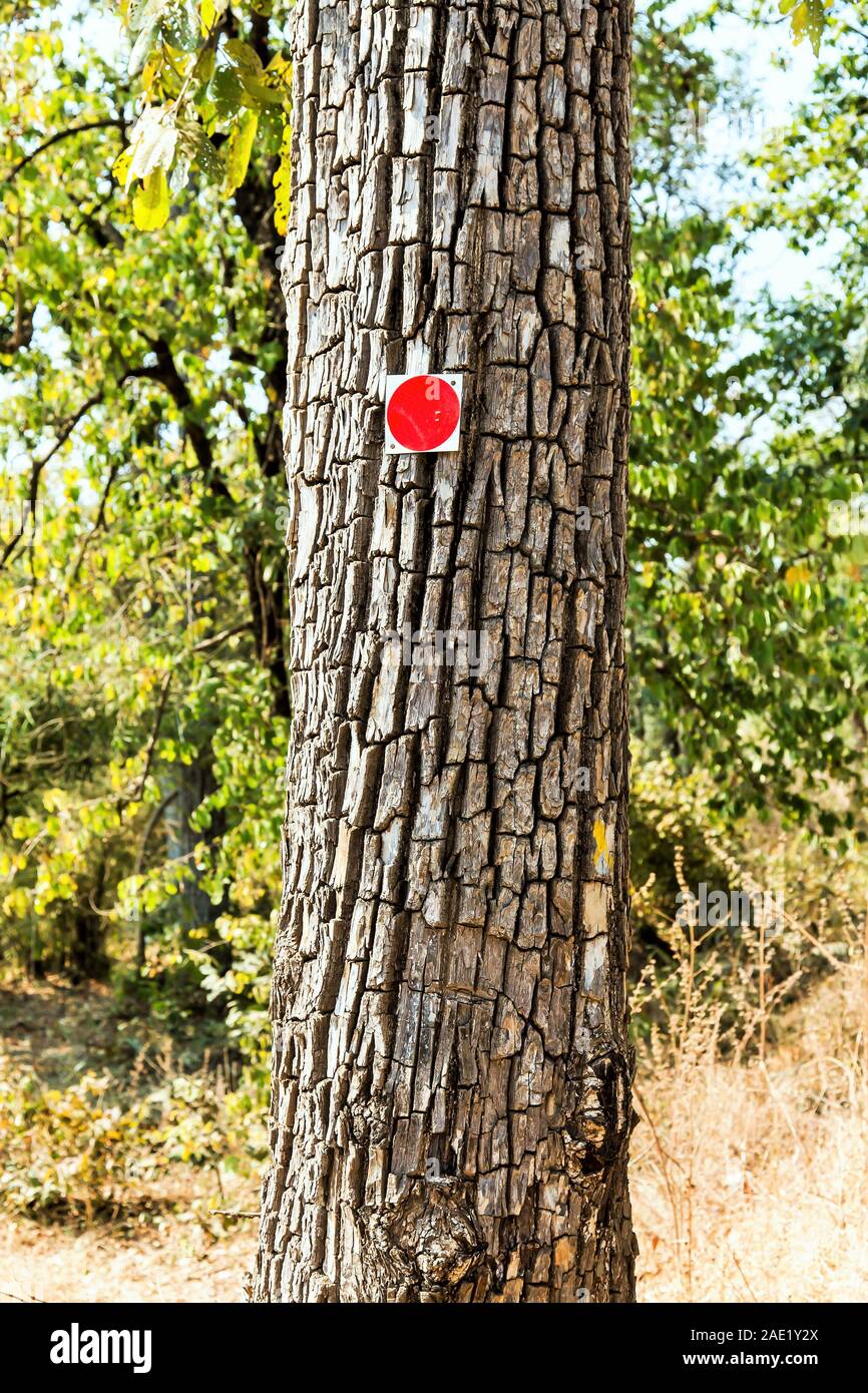 Rote Markierung auf Krokodilrinde Baum, Tadoba Wildlife Sanctuary, Tadoba Nationalpark, Chandrapur, Maharashtra, Indien, Asien Stockfoto