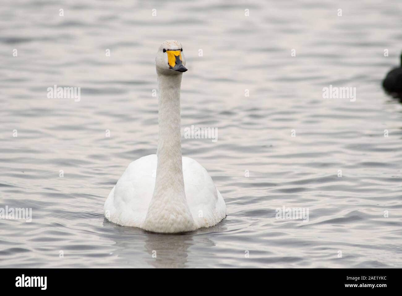 Singschwan Cygnus cygnus, warten an Martin bloße, Lancashire gefüttert werden, November Stockfoto