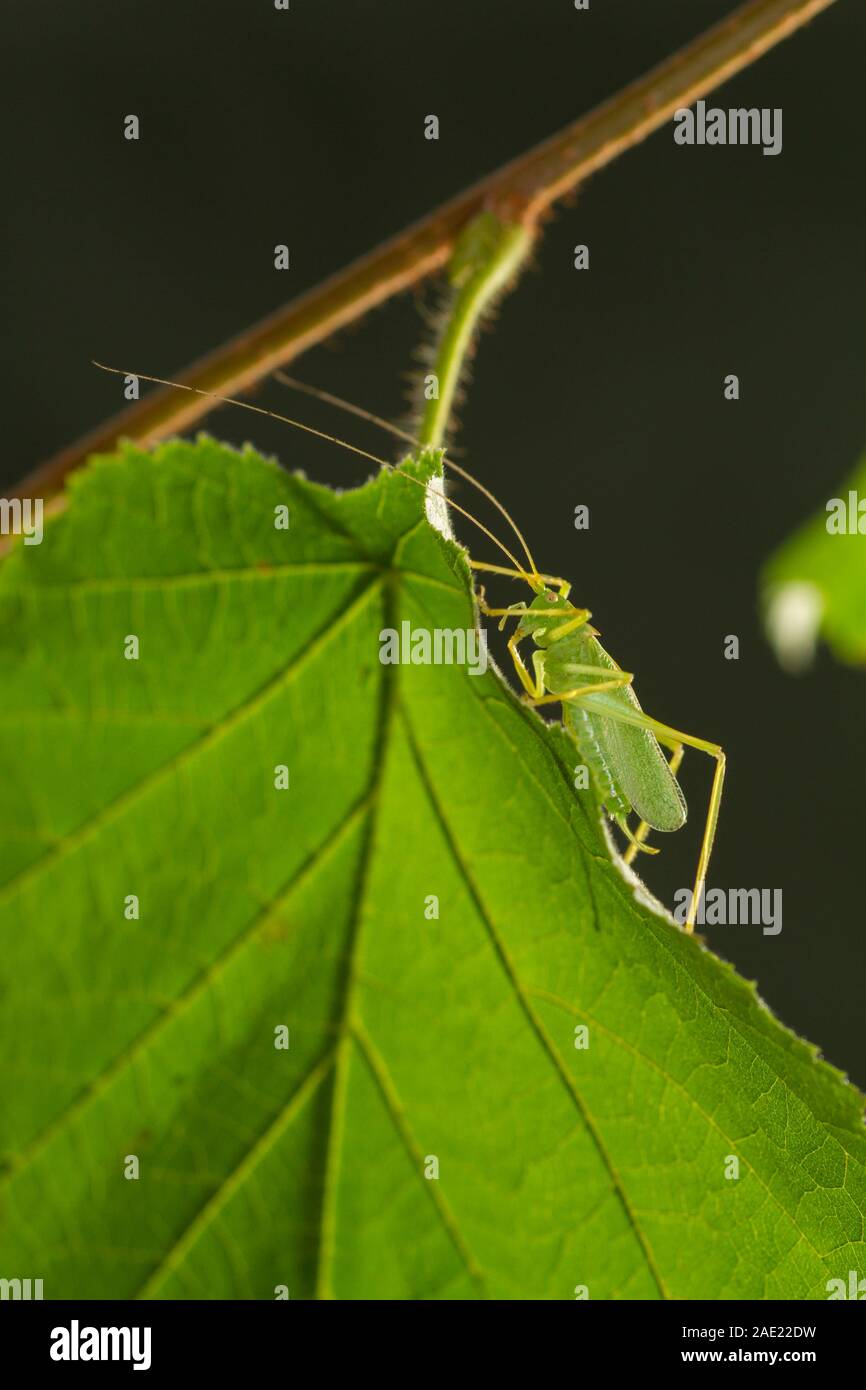 Eichenbuschkricket (Meconema thalassinum) Stockfoto