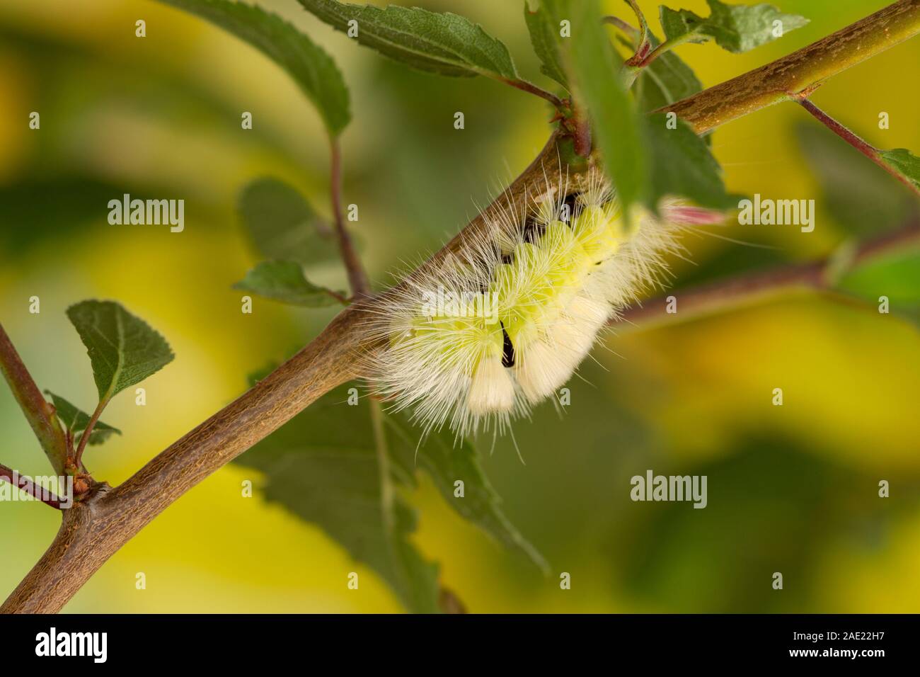 Pale Tussock (Calliteara pudibunda) Raupe Stockfoto